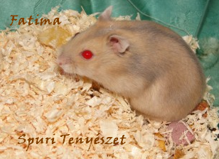 fatima.bmp fatima.bmp