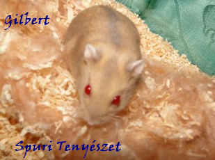 gilbert.bmp gilbert.bmp