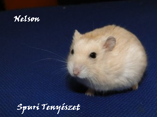 nelson.bmp nelson.bmp