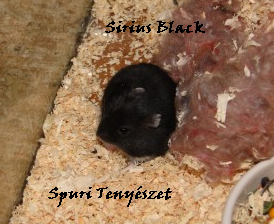 sirius.bmp sirius.bmp