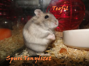 teofil.bmp teofil.bmp